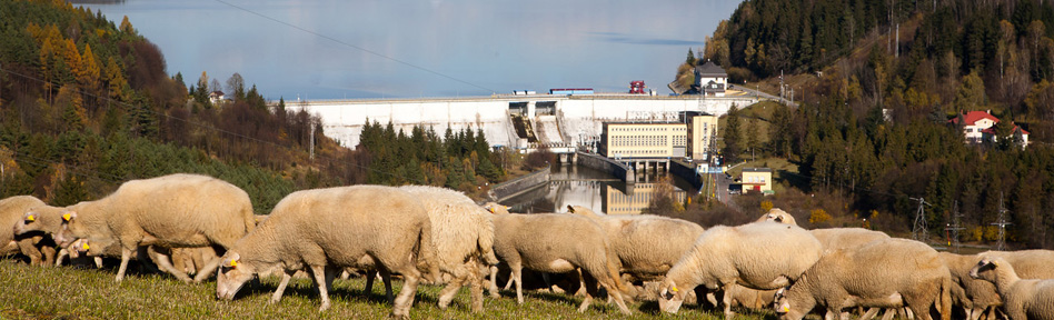 Na obrázku je zachyceno stádo ovcí pasoucí se na poli před vodní elektrárnou společnosti Slovenské elektrárne s oblohou a stromy v pozadí.