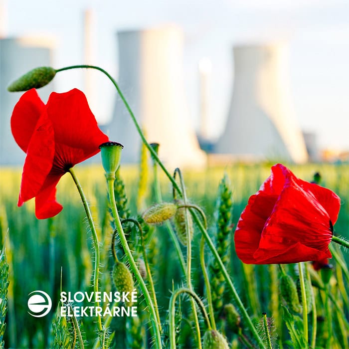Slovenské elektrárny - tulipány